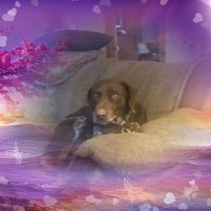 Meet your Posher, Dave